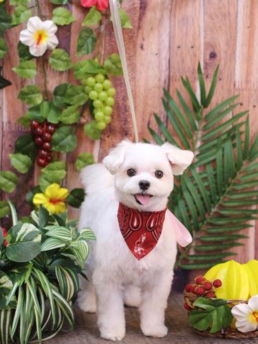 20230820まるちゃん